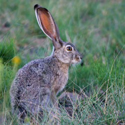 Stop Bloody Hare Coursing in Ireland!