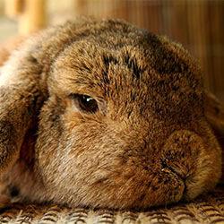 Giorgio Armani Shows No Compassion for Small Creatures. Take Action!