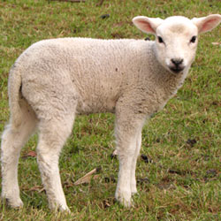 No More Lamb Torture in Australia!