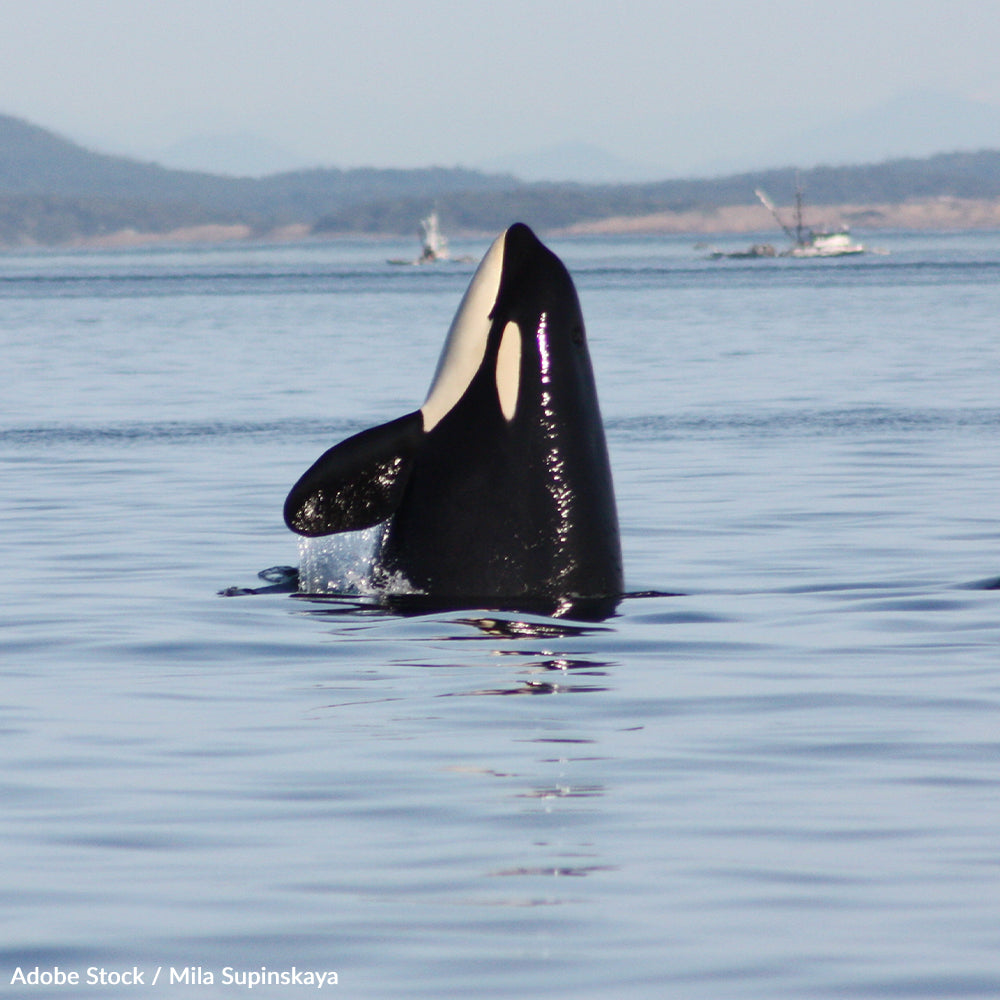 Stop Speeding Ships From Killing Whales