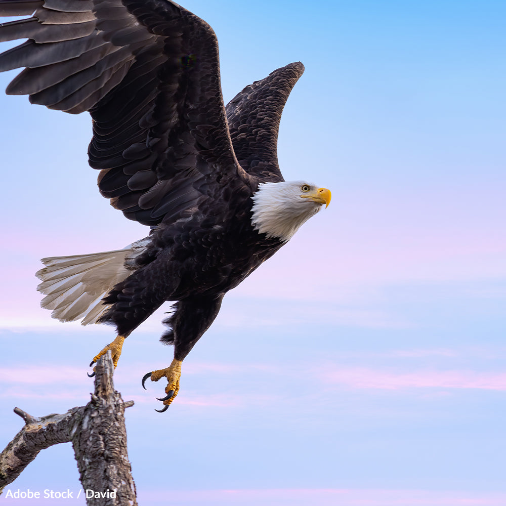 Prevent Bird Flu and Save Bald Eagles