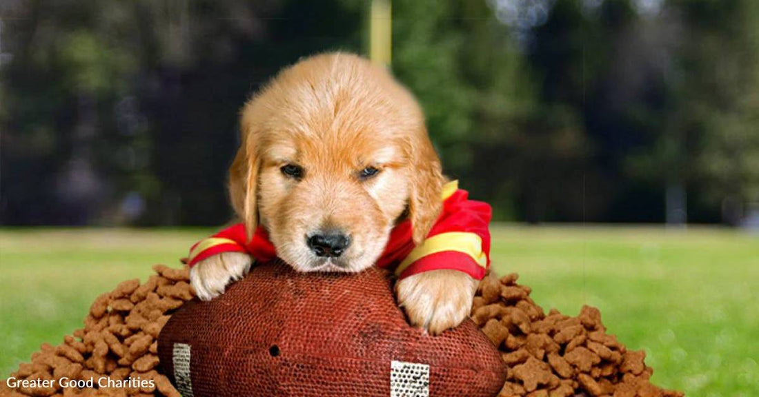 You Can Help Shelters Tackle Some Challenges This Super Bowl Sunday