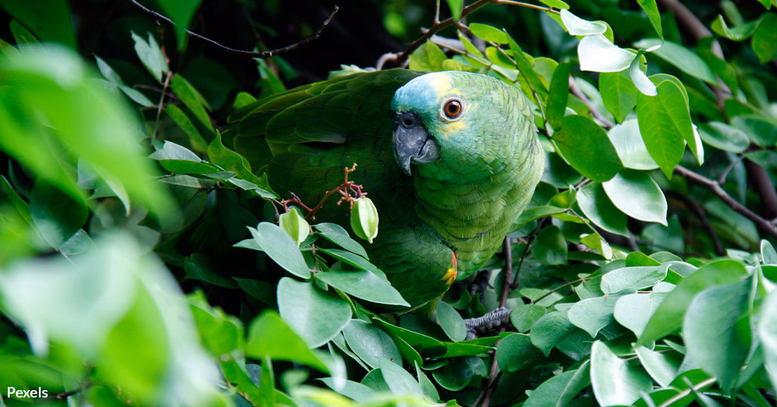 Brazil's Atlantic Forest Faces Imminent Collapse, Thousands of Species at Risk