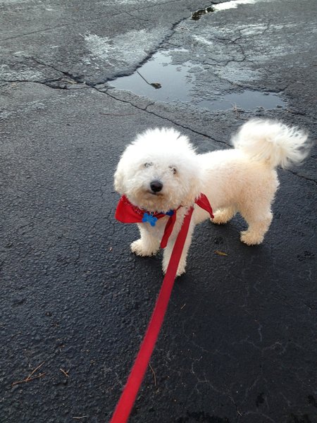 The Bichon Frise that stole our hearts.