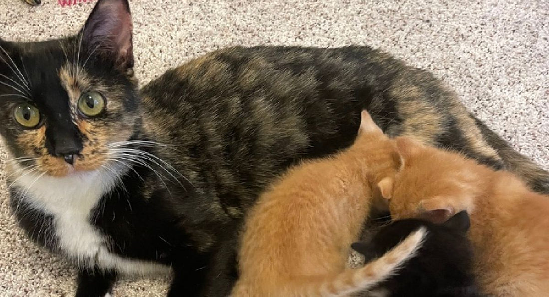 Striking "Queen B" Kitty Dreams of a Forever Home of Her Own