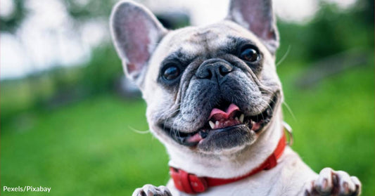 An Adopter's Guide to Owning a French Bulldog