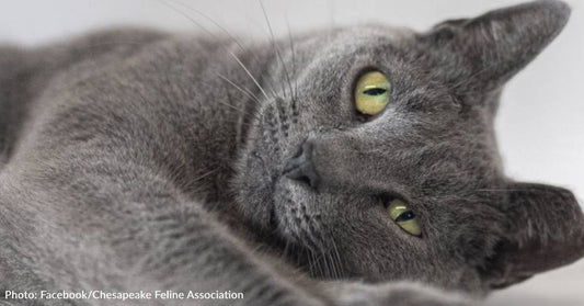 Senior Cat Has Been At Shelter For 2,803 Days Without A Single Application