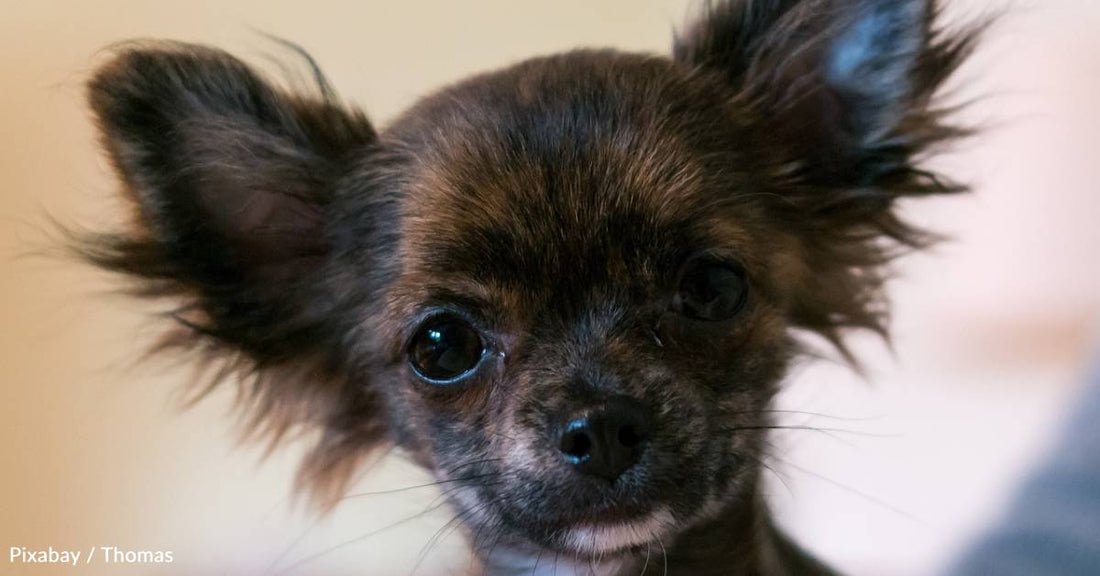Scared, Neglected Chihuahua That Served as 'Breeding Stock' in a Puppy Mill Finds Happy Ending