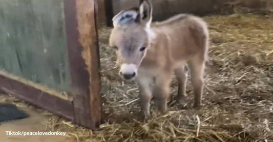 A Whole New World! Baby Donkey Feels the Fear and Thrill of Discovering What's Outside His Home