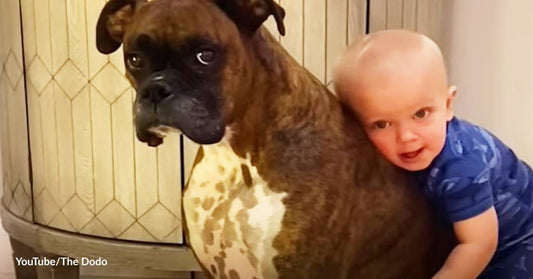 Mom and Dad Amazed When Baby Takes First Steps Toward Their Dog