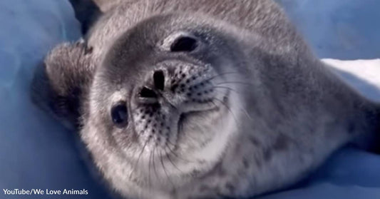 Baby Seals Make the Cutest Little Puppy Noises, And You Need to Hear Them