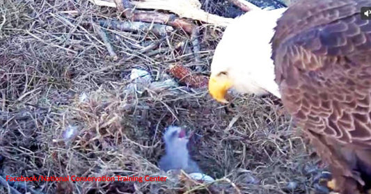 Famous Bald Eagle Couple, Bella and Smitty, Welcome Their First Chick!