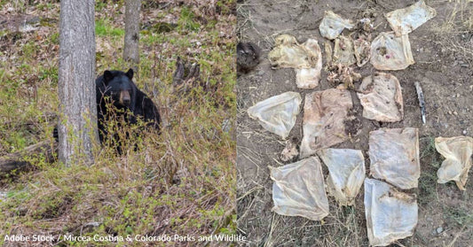 Colorado Wildlife Officers Euthanize Bear Whose Intestines Were Blocked By Trash