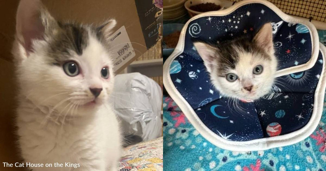 Tiny Kitten With Scar Tissue and Painful Urinary Issues Needs Medical Care, And You Can Help