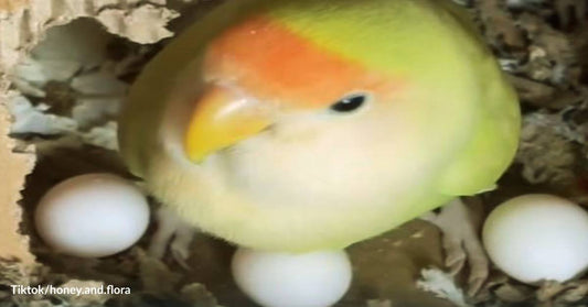 Bird Shows Love and Dedication to Eggs that Will Never Hatch