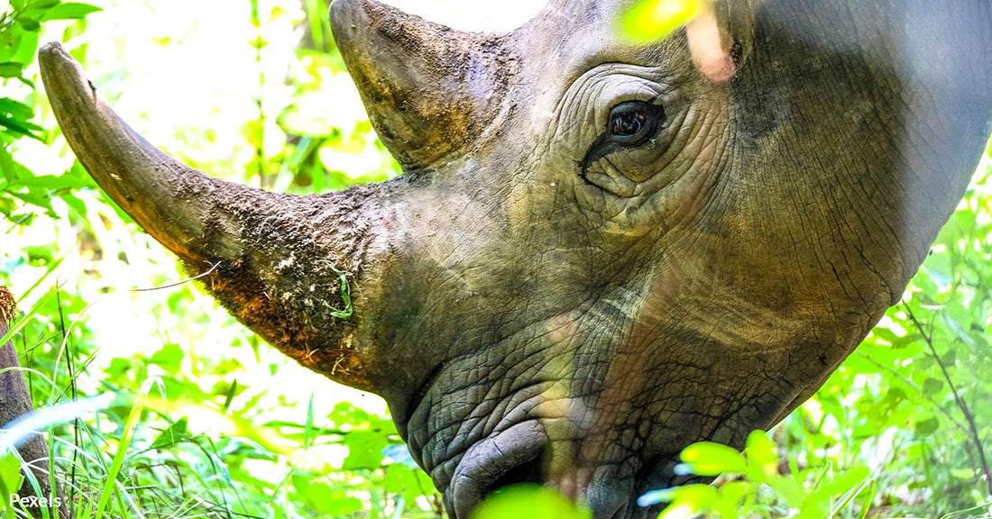 Rhinos Return to Kenya's Heartland 50 Years After Poaching Made Them Vanish