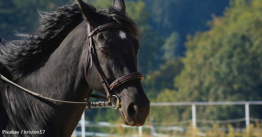 Horse Who Lived for Years in a 10 by 10 Stall Now Runs Across 40 Acre Property