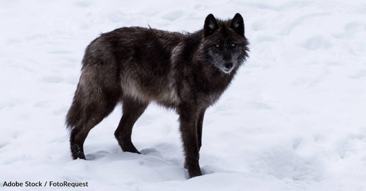 Wolf Project in Minnesota Catches Black Wolf on Camera