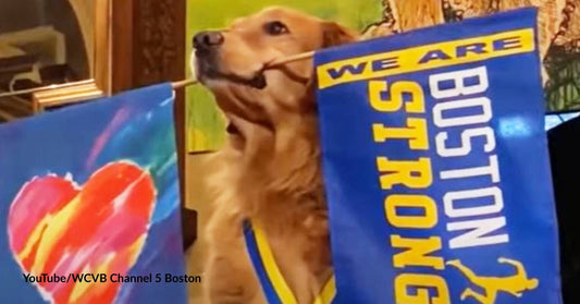 Goodbye, Spencer: Official Boston Marathon Dog Dies of Cancer