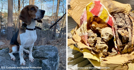 Deadly Discovery — Canine Cop Finds Mummified Monkeys in Luggage