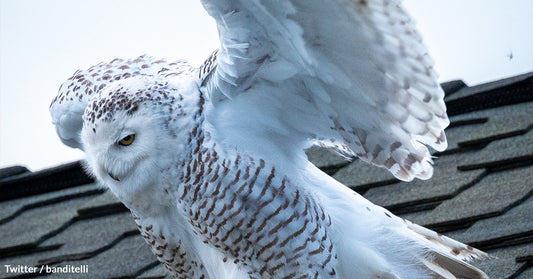 Rare Snowy Owl Makes A California Roof Its Temporary Home, And No One Knows Where It Came From