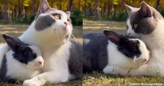 Warning, Soft Content: Public Display of Cuddles Between a Cat and a Bunny