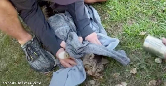 Vacationing Family Helps Cat Get Its Head Unstuck from a Metal Can