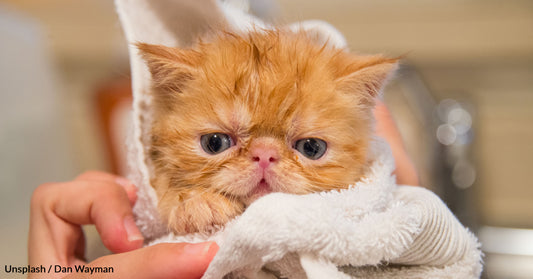 Safe Cat Shampoo Alternatives You May Already Have At Home