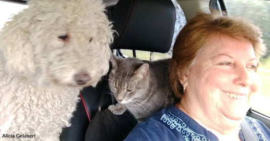 Stray Cat Wanders Into Stranger's Home and Becomes a Member of the Dog Pack