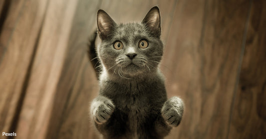Study Links Cat Parasite To Increased Frailty in Elderly Populations