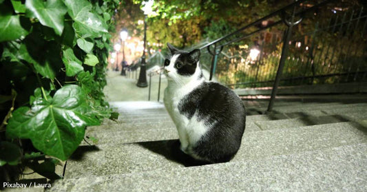 Family Slowly Earns the Trust of Stray Cat Resembling Charlie Chaplin