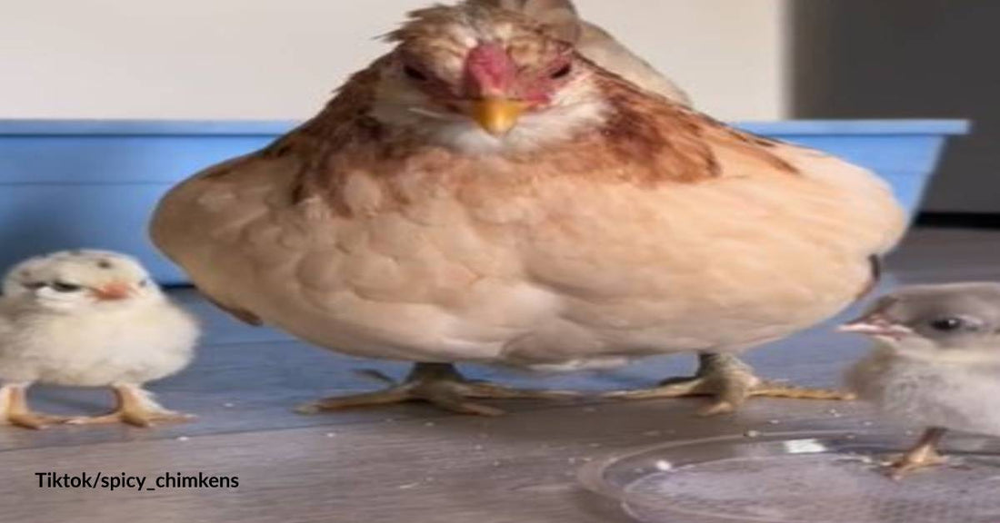 Mama Chicken's Lesson of the Day: This is How Chicks Should Drink Water with Finesse