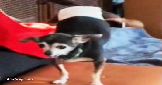 Hey, We've Got Bacon! Old Chihuahua Can't Help Cheering upon Smelling What Mom is Cooking