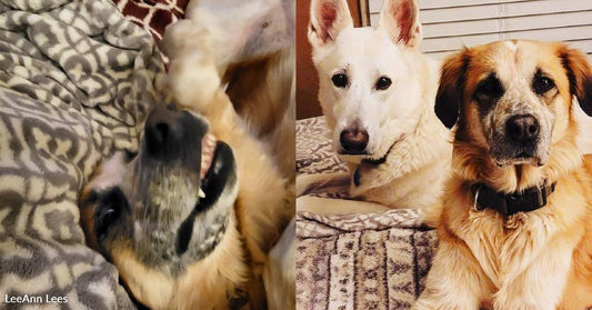 Senior Shepherd and Owner Were Longtime Fosters, But Decided to Add Another Senior Permanently