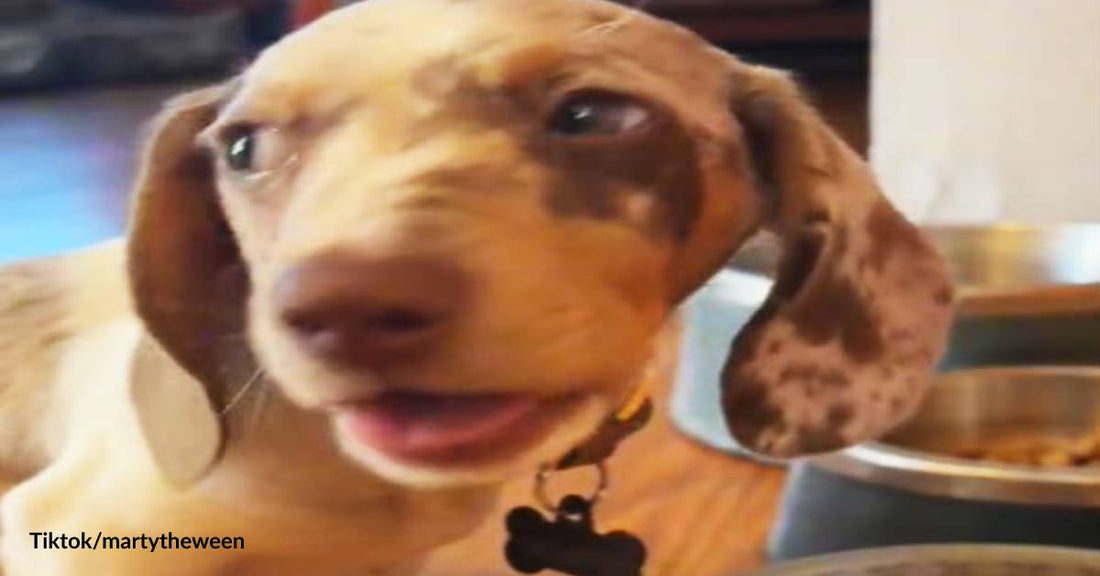 Buon Appetito! Dachshund Puppy Delights Millions with Happy Kibble Crunches