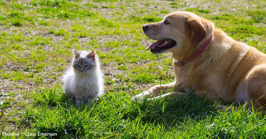 Kitten Arrives in Family's Home, Annoying Their Serious Dog