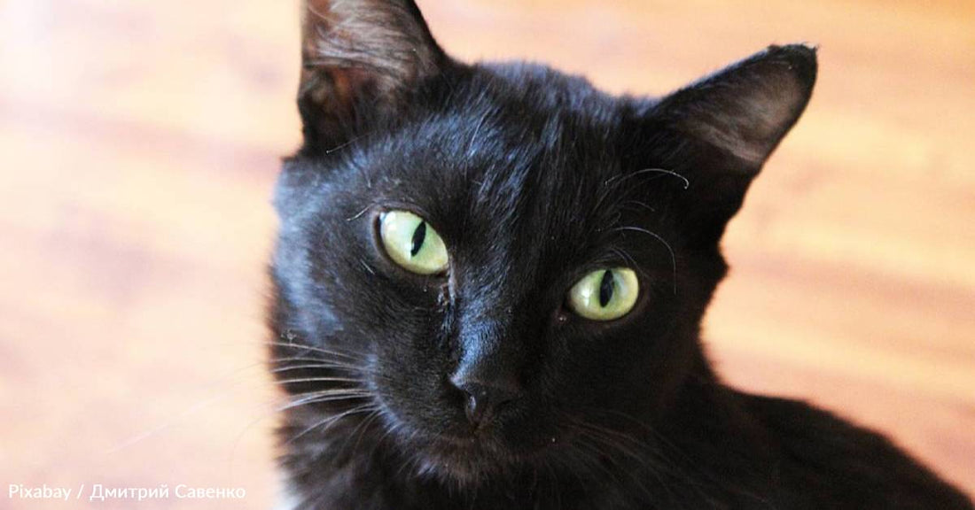 Cat Adopts Woman While She's Visiting Her Grandmother's Grave