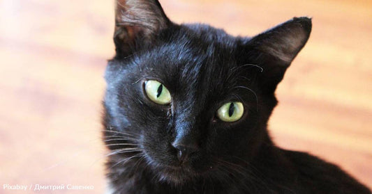 Cat Adopts Woman While She's Visiting Her Grandmother's Grave