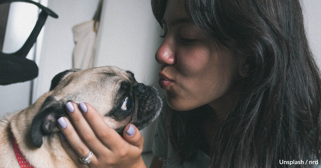 Dogs And Kisses: Do Dogs Know What It Means To Be Kissed, And Do They Like It?