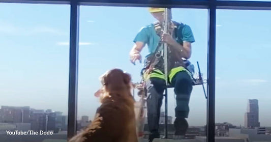 You Can Have My Toy! Golden Retriever Loves People Even If It's The First Time He Sees Them