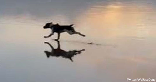 This Dog Ran to Chase Birds at the Beach, But Karma Was Right There Waiting for Him