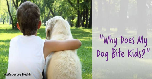 Why Do Dogs Sometimes Bite Small Children?