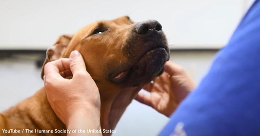 These Dogs Were Rescued from a Dog Fighting Ring, and the Rescuers Are in Love