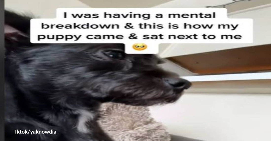 Dog Reminds Mom on Bad Day That It's Okay Not to Be Okay