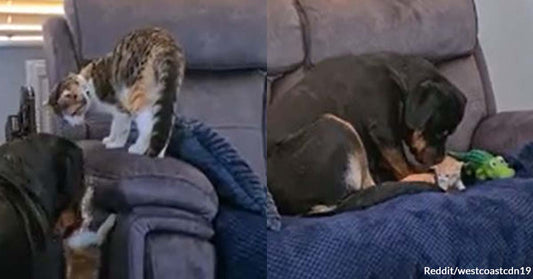 Dog Funnily Tries to Steal a Kitten From Its Mom in This Reddit Video