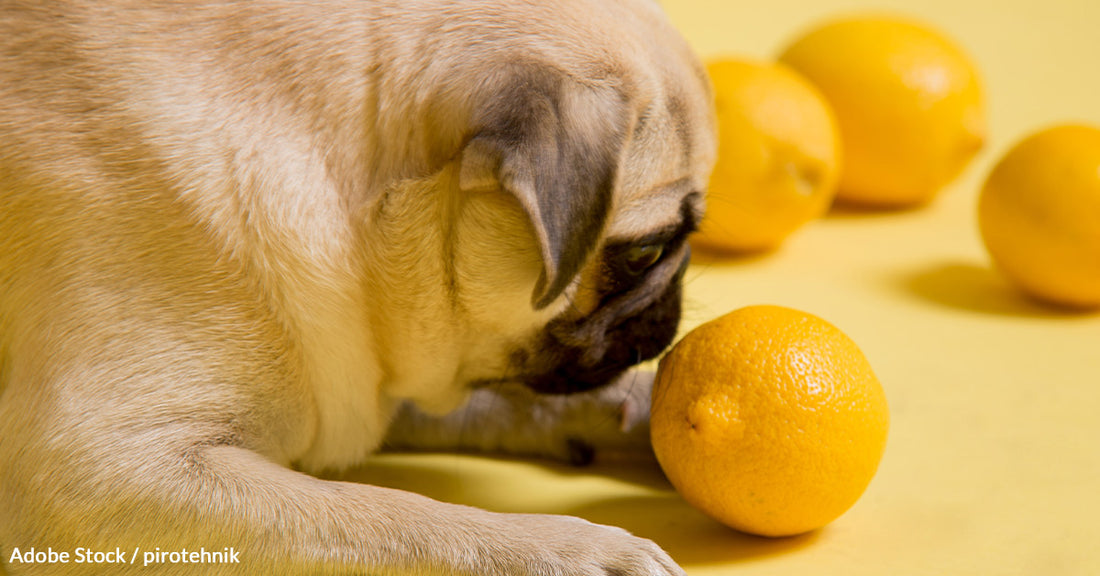 When Fun Goes Fatal — The Dark Side of Dog Vs Lemon Challenge