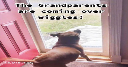 This Dog Makes Her Grandparents Feel Like They are The Luckiest People in The World