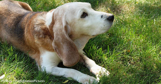 Dog Adopted Late in Life Becomes Therapy Pup for Seniors and Kids