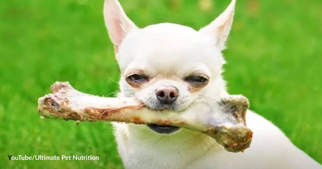 Should I Give Dried Bones to My Dog for More Calcium?