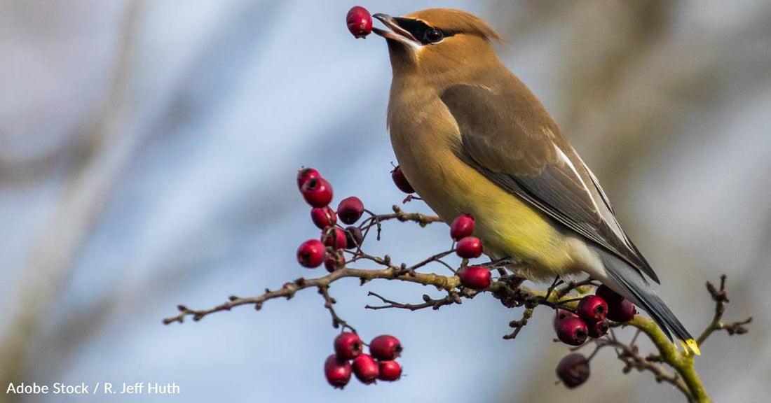 Wildlife Officials Issue Warning About Drunk Birds